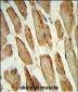 POLG2 Antibody (C-term)